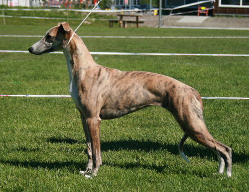 2011 06 12 whippet puppy