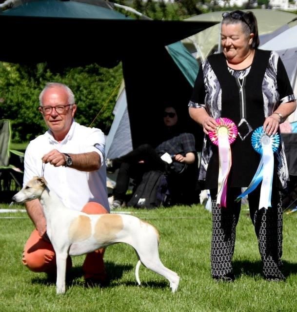 Showline Scanorama BPIS The Norwegian Whippet Specialty June 2016