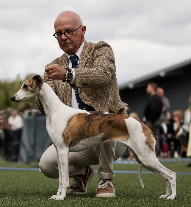 Showline Sweet Tiger Lily BIS 3 Grand Prix Geneve 2023